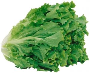 andijvie.jpg andijvie.jpg