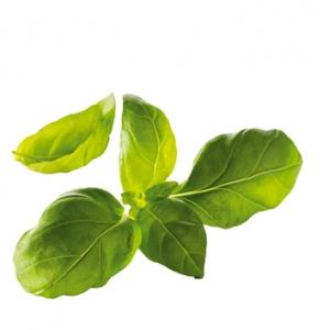 basilicum2.jpg basilicum2.jpg