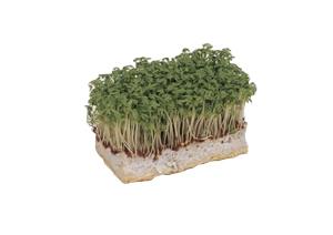 tuinkers.jpg tuinkers.jpg